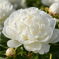 白芍薬